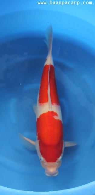 KOHAKU - คลิกที่นี่เพื่อดูรูปภาพใหญ่