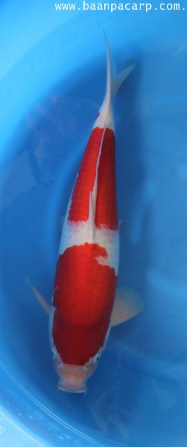 KOHAKU - คลิกที่นี่เพื่อดูรูปภาพใหญ่