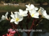Reddish-Pedicel White  (10 seeds)