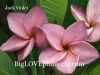 Jack Violet  (10 seeds)