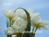 Bai-yon (10 seeds)