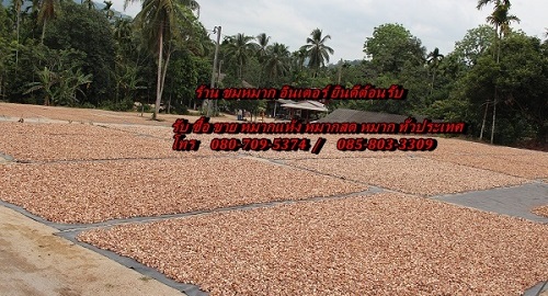 ตลาดหมากแห้ง หมาก หมากแห้งวันนี้ betel Nut