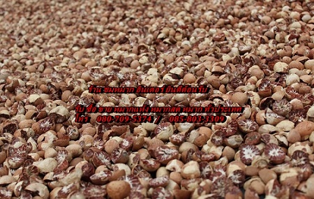ตลาดหมากแห้ง หมาก หมากแห้งวันนี้ betel Nut