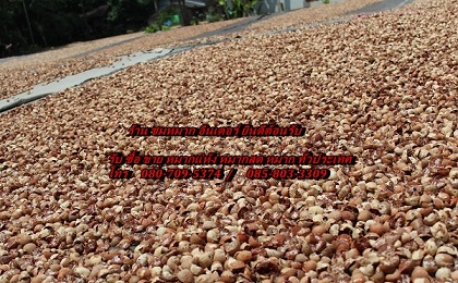 ตลาดหมากแห้ง หมาก หมากแห้งวันนี้ betel Nut