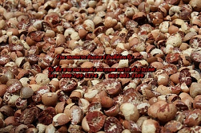 ตลาดหมากแห้ง หมาก หมากแห้งวันนี้ betel Nut