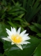 ศัพท์ธรรมคำวัด : อนุโมทนา