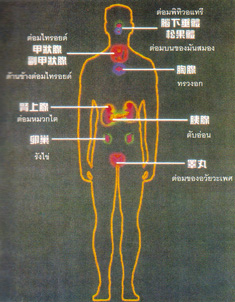 อาหารปลอดสารพิษ(ออแกนิก)