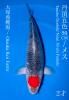 OTSUKA TANCHO GOSHIKI (+CERTIFICATE)