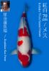 HOSHIKIN KOHAKU (+CERTIFICATE)