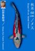 TOMEZO SHUSUI
