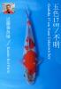 KONDO GOSHIKI [+CERTIFICATE]