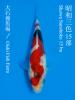 OISHI SHOWA [+CERTIFICATE]