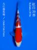 OISHI KOHAKU [+CERTIFICATE]