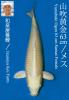 IZUMIYA OGON (+CERTIFICATE)