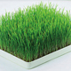 ข้าวสาลี ปลูกเองก็ได้ง่ายจัง (+วิธีทำน้ำ Wheatgrass)