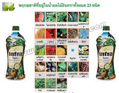 อินทรา intra น้ำผลไม้เพื่อสุขภาพ - คลิกที่นี่เพื่อดูรูปภาพใหญ่