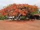 Caesalpinia pulcherrima ( Orangish )