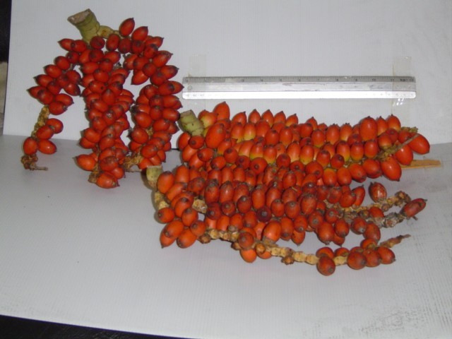 Nenga pumila var. pachystachy ( 10 Sprouts) - คลิกที่นี่เพื่อดูรูปภาพใหญ่