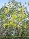 Cassia fistula