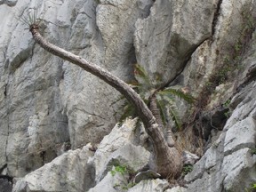 Cycas tansachana ( 1 Sprouts ) - คลิกที่นี่เพื่อดูรูปภาพใหญ่
