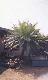 Cycas mountain  2 ( 1 sprouts seed )