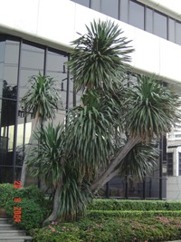 Dracaena lourieri - คลิกที่นี่เพื่อดูรูปภาพใหญ่