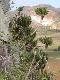Cycas mountain  3