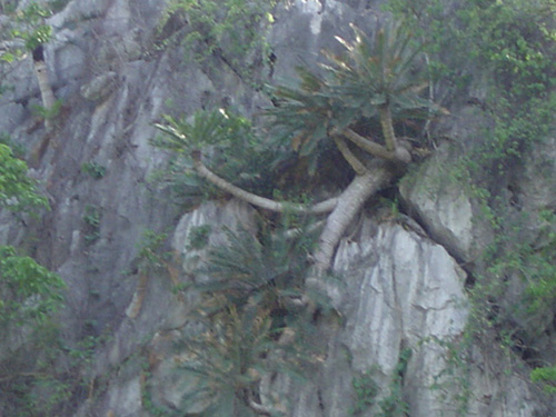 Cycas tansachana ( 1 Sprouts ) - คลิกที่นี่เพื่อดูรูปภาพใหญ่
