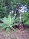 Ensete ( Klauy Pha )