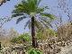 Cycas nongnoochiae ( Orangish fruits Sp. )