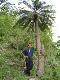 Cycas lopburi sp. ( Sprouts )
