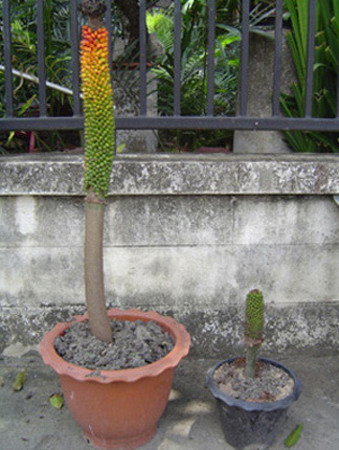 Amorphophallus kachinensis ( Sprouts seeds ) - คลิกที่นี่เพื่อดูรูปภาพใหญ่
