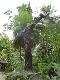 Cycas clivicola var. clivicola ( 1 Sprouts seed )