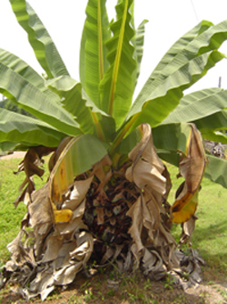 Ensete superbum - คลิกที่นี่เพื่อดูรูปภาพใหญ่