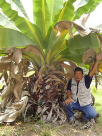 Ensete superbum - คลิกที่นี่เพื่อดูรูปภาพใหญ่