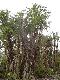 Phoenix paludosa ( 100 seeds )