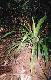 Dracaena lourieri ( dwarf )
