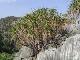Pandanus saraburiensis ( Per 1 Sprouts )
