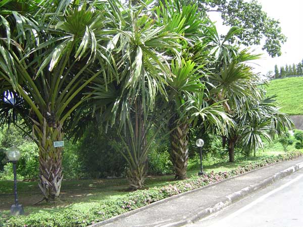 Borassodendron machadonis ( 1  sprouts ) - คลิกที่นี่เพื่อดูรูปภาพใหญ่