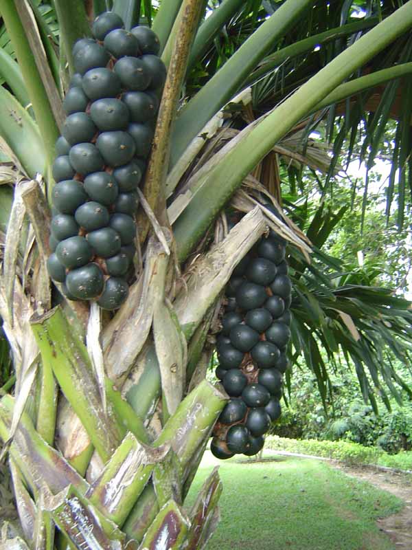 Borassodendron machadonis ( 1  sprouts ) - คลิกที่นี่เพื่อดูรูปภาพใหญ่