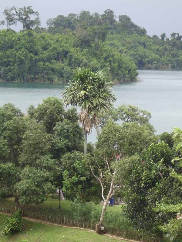 Borassodendron machadonis ( 1  sprouts ) - คลิกที่นี่เพื่อดูรูปภาพใหญ่