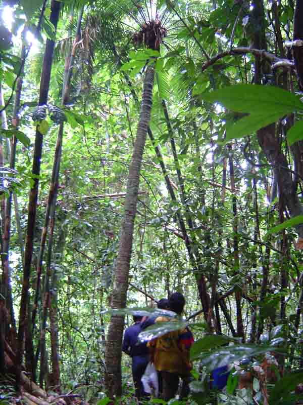Cycas macrocarpa ( Mid Penninsula sp.2) ( 1 seed) - คลิกที่นี่เพื่อดูรูปภาพใหญ่