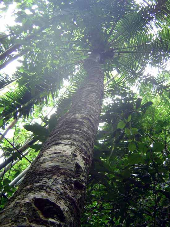 Cycas macrocarpa ( Mid Penninsula sp.2) ( 1 seed) - คลิกที่นี่เพื่อดูรูปภาพใหญ่