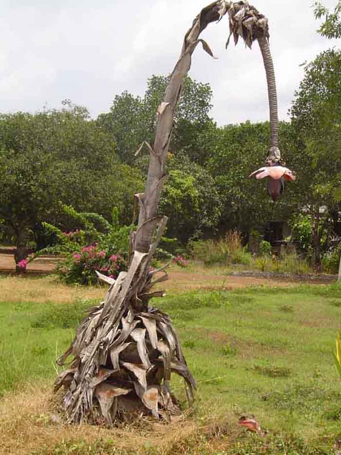 Ensete superbum - คลิกที่นี่เพื่อดูรูปภาพใหญ่