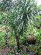 Dracaena lourieri ( Clustering , 3M. tall)