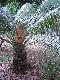 Cycas macrocarpa ( Mid Penninsula sp.3) ( 1 Seed )