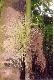 Areca laosensis