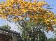 Caesalpinia pulcherrima ( Golden )