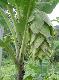 Ensete glaucum