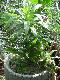 Dracaena lourieri (Clustering , 2M. tall ) ( Sprouts )